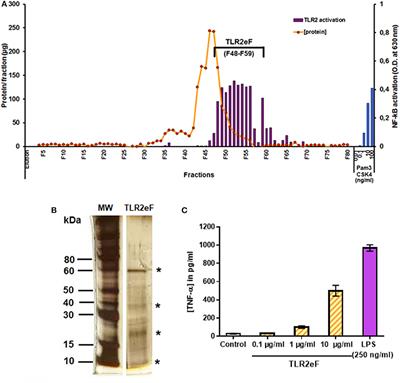 A TLR2-Activating Fraction From Mycobacterium abscessus Rough Variant Demonstrates Vaccine and Diagnostic Potential